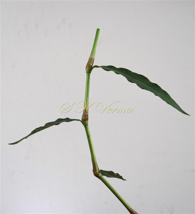  Leafy shoot- Node swollen and ochrea tubular